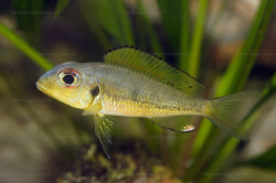 C. melanostigma