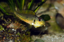 C. melanostigma
