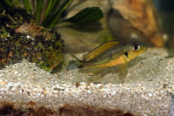 C. melanostigma