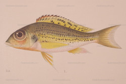 C. melanostigma - d'apr&egrave;s G. A. Boulenger.