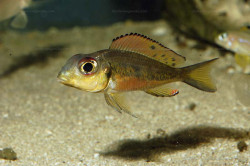 C. melanostigma