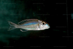 Callochromis pleurospilus au magasin ABYSSE.