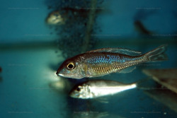 C. pleurospilus au magasin ABYSSE.