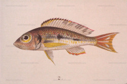 C. pleurospilus