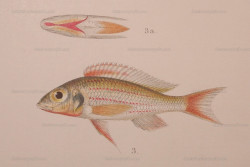 C. pleurospilus