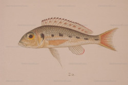 C. pleurospilus