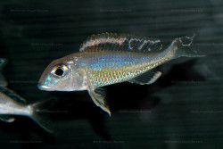 Callochromis pleurospilus.