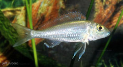 C. stappersi