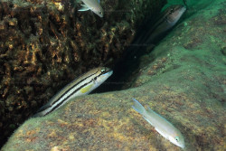 Chalinochromis sp. bifrenatus