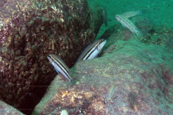 C. sp. bifrenatus
