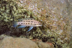 Ch. sp. ndobhoi