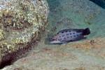 Ch. sp. ndobhoi