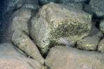 Ch. sp. ndobhoi