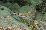 Ch. sp. ndobhoi