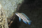 Ch. sp. ndobhoi