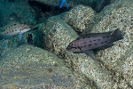 Ch. sp. ndobhoi