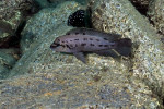 Ch. sp. ndobhoi