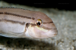 C. sp. bifrenatus