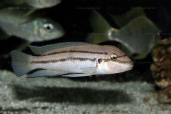 C. sp. bifrenatus