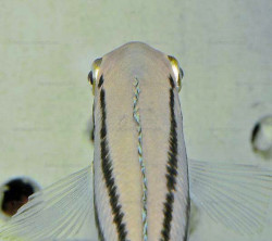 C. sp. bifrenatus