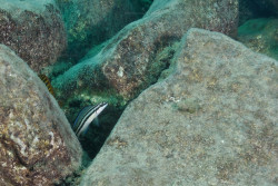 C. sp. bifrenatus