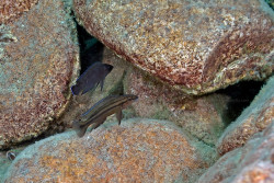 C. sp. bifrenatus