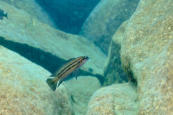 C. sp. bifrenatus