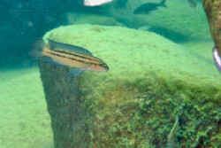 C. sp. bifrenatus