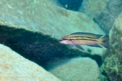 C. sp. bifrenatus
