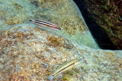 C. sp. bifrenatus
