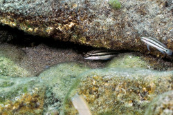 C. sp. bifrenatus