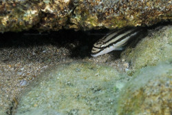 C. sp. bifrenatus