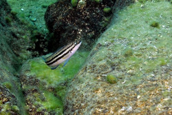 C. sp. bifrenatus