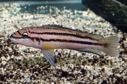 Chalinochromis sp. bifrenatus