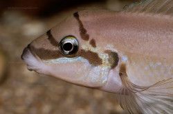 C. brichardi