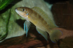 C. brichardi