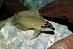 C. brichardi