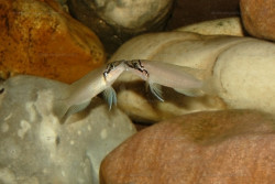 C. brichardi