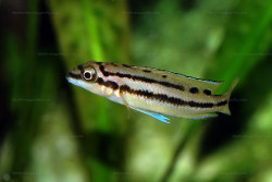 C. brichardi
