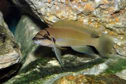 Chalinochromis brichardi