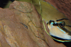 C. brichardi