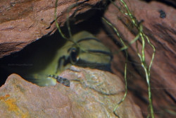 C. brichardi