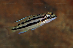 C. brichardi