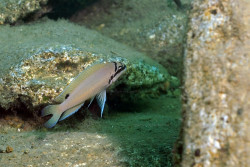 C. brichardi