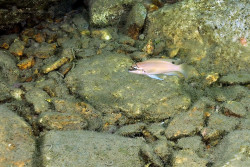 C. brichardi