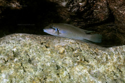 C. brichardi