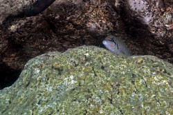 C. brichardi