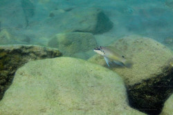 C. brichardi