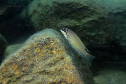 C. brichardi