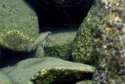 C. brichardi